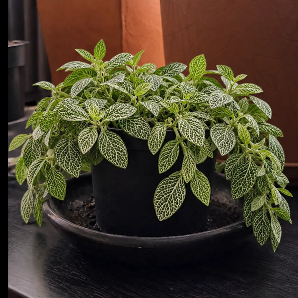 Planta recuperada