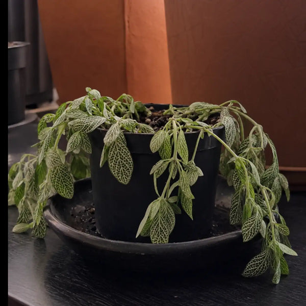 Planta al iniciar