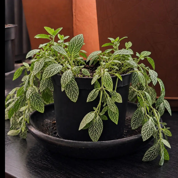 Planta en recuperación