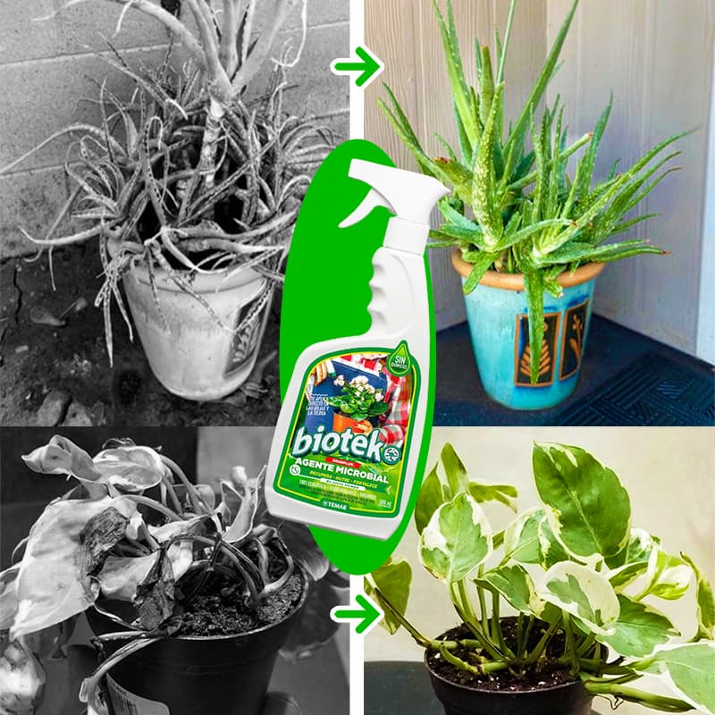 Agente Microbial fortalecedor de plantas 500mlt 🌿